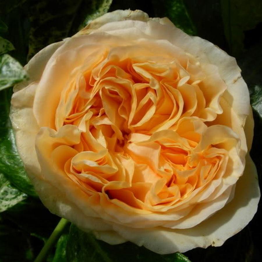 Роза эприкот клементина фото