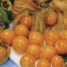 ФИЗАЛИС ЗЕМЛЯНИЧНЫЙ 0,05 Г Ч/Б флос