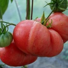 ТОМАТ МАЛИНОВЫЙ ГИГАНТ 0,1 Г Ч/Б флос