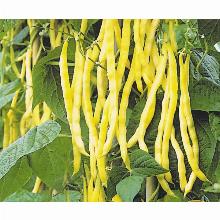 ФАСОЛЬ ВЬЮЩАЯСЯ ЗОЛОТОЙ НЕКТАР 8,0 Г нк