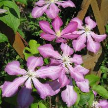 КЛЕМАТИС НИКОЛАЙ РУБЦОВ горшок-p9