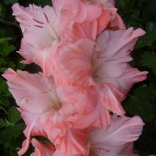 ГЛАДИОЛУС КАМИЛЛА 10шт-пакет детка