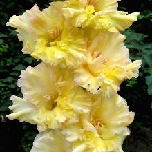 ГЛАДИОЛУС КЛАДОВАЯ СОЛНЦА 10шт-пакет детка