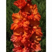 Нажмите чтобы увеличить изображение