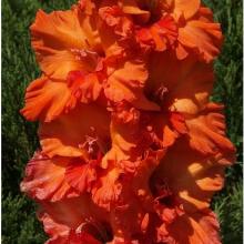 ГЛАДИОЛУС НОВЫЙ ЗАВЕТ 10шт-пакет детка