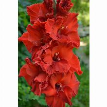 Нажмите чтобы увеличить изображение