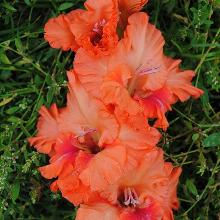 ГЛАДИОЛУС КУРОРТНЫЙ РОМАН 3шт-пакет