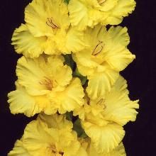 ГЛАДИОЛУС МАРГАРИТА 3шт-пакет