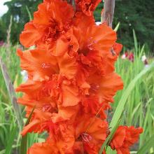 ГЛАДИОЛУС МЕДОВЫЙ СПАС 3шт-пакет