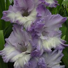 ГЛАДИОЛУС МОДРИ ПРОГРАММ 3шт-пакет