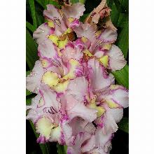 Нажмите чтобы увеличить изображение