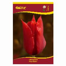 ТЮЛЬПАН РЕД ШАЙН 5шт-карточка