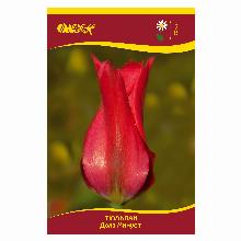 ТЮЛЬПАН ДОЛЗ МИНУЕТ 5шт-карточка