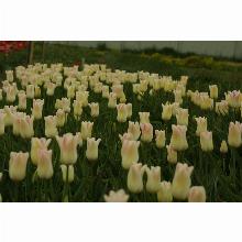 Нажмите чтобы увеличить изображение