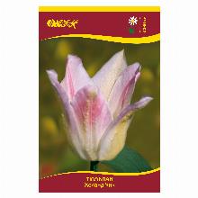 ТЮЛЬПАН ХОЛАНД ЧИК 5шт-карточка
