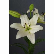 Нажмите чтобы увеличить изображение