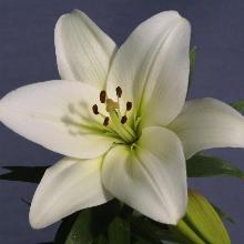 Нажмите чтобы увеличить изображение