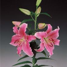 Нажмите чтобы увеличить изображение