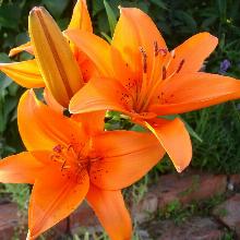 Нажмите чтобы увеличить изображение