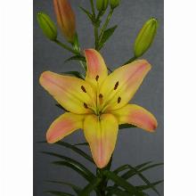 Нажмите чтобы увеличить изображение