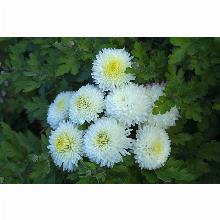 Нажмите чтобы увеличить изображение