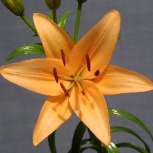 Нажмите чтобы увеличить изображение