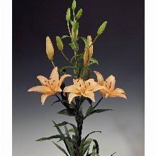 Нажмите чтобы увеличить изображение