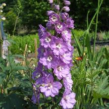 Нажмите чтобы увеличить изображение