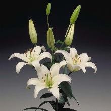 Нажмите чтобы увеличить изображение