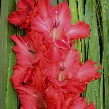 Нажмите чтобы увеличить изображение