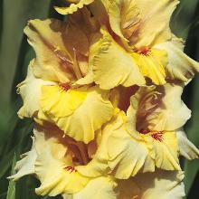 Нажмите чтобы увеличить изображение