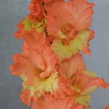 ГЛАДИОЛУС СУДАРЫНЯ 3шт-пакет