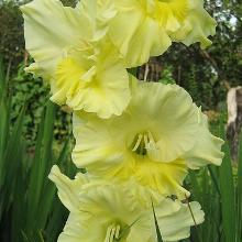 ГЛАДИОЛУС ЛИМОННИЦА 3шт-пакет