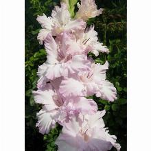 Нажмите чтобы увеличить изображение