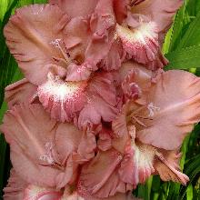 Нажмите чтобы увеличить изображение