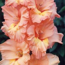 ГЛАДИОЛУС ЛИДИЯ 3шт-пакет