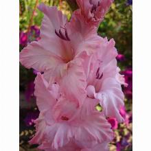 Нажмите чтобы увеличить изображение