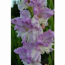 Нажмите чтобы увеличить изображение