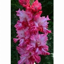 Нажмите чтобы увеличить изображение