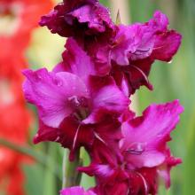 ГЛАДИОЛУС ГРОЗОВАЯ УВЕРТЮРА 3шт-пакет