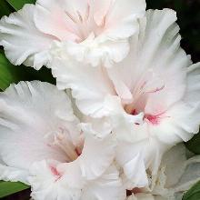 ГЛАДИОЛУС ДЕВА 3шт-пакет