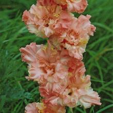 ГЛАДИОЛУС ДЕТСКИЕ СНЫ 3шт-пакет