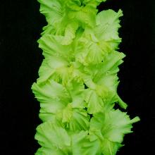 ГЛАДИОЛУС ЗЕЛЕНЫЙ ЛЕД 3шт-пакет