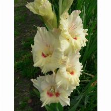 Нажмите чтобы увеличить изображение