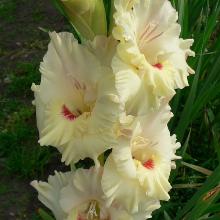 ГЛАДИОЛУС КАДРИЛЬ 3шт-пакет