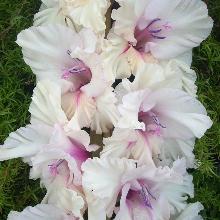 ГЛАДИОЛУС МРАМОРНЫЙ 3шт-пакет