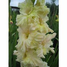 Нажмите чтобы увеличить изображение