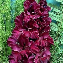 ГЛАДИОЛУС ТАИНСТВО НОЧИ 3шт-пакет