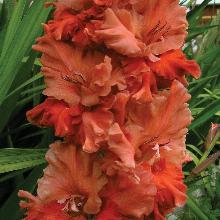 ГЛАДИОЛУС ШОКОЛАДНЫЙ ЗАВИТОК 3шт-пакет