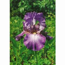 Нажмите чтобы увеличить изображение